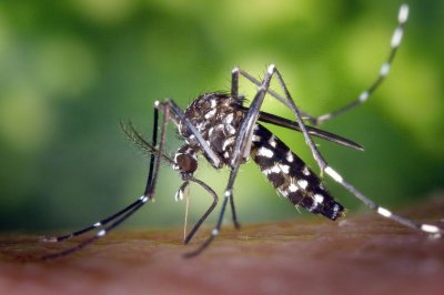 Recomendaciones ante el aumento de casos de dengue en la provincia