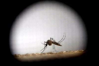 Alarmante crecimiento de dengue en Glvez: se oficializaron 73 casos activos