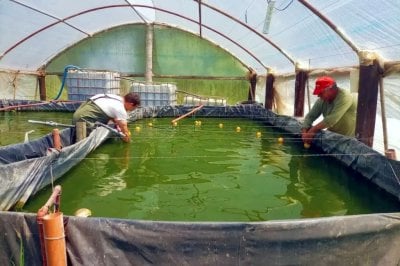 El invernadero, pieza clave para una acuicultura rentable en zonas templadas
