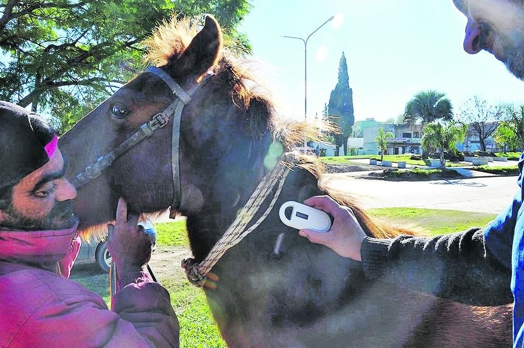 En Concepcin del Uruguay implantan chips a caballos hacer un censo equino