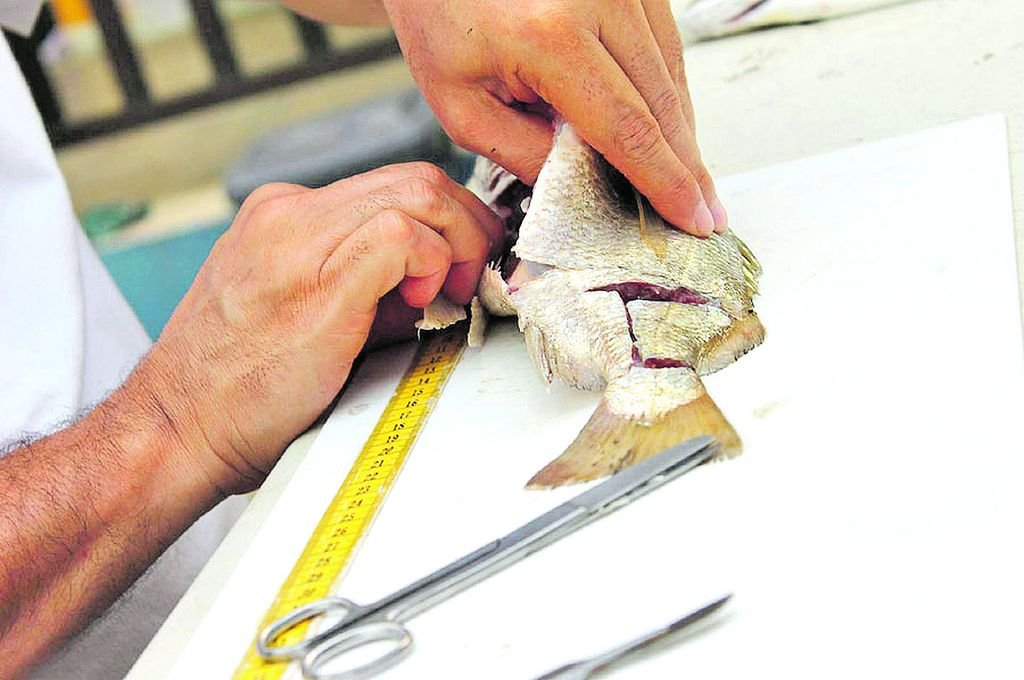 Detectaron antibiticos en la Cuenca del Plata y en peces del ro Uruguay