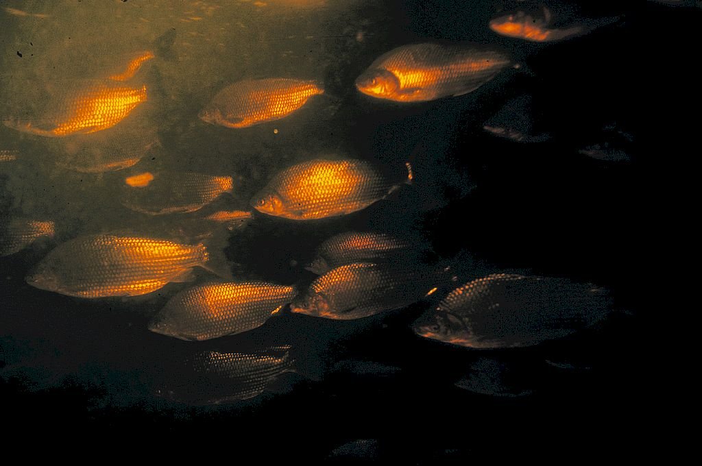La bajante histrica presenta un desafo para la supervivencia de los peces