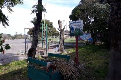Reemplazan árboles secos y exóticos por nativos en la zona del puerto