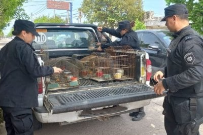 Más de 70 aves silvestres fueron secuestradas en Coronda y Arocena
