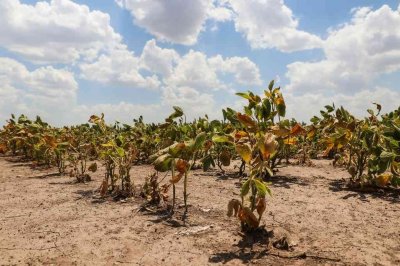 Declaran la emergencia agropecuaria en todo el territorio santafesino