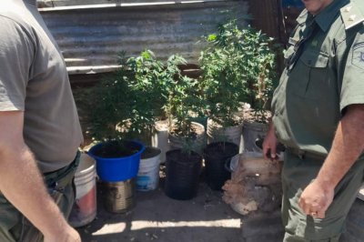 La policía secuestró en Coronda 170 kilos de carne y plantas de marihuana