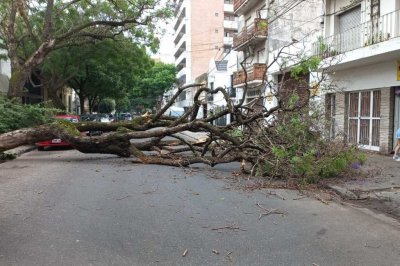 Rosario: la tormenta provocó daños y gran cantidad de árboles caídos