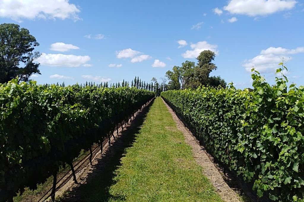 La superficie total dedicada a la vitivinicultura en la provincia es de 76,7 hectáreas.  