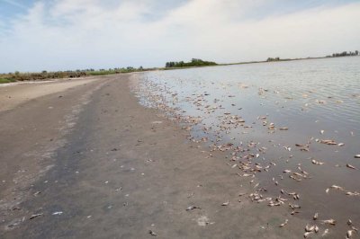 Por qué mueren miles de peces en la laguna de Villa Cañás