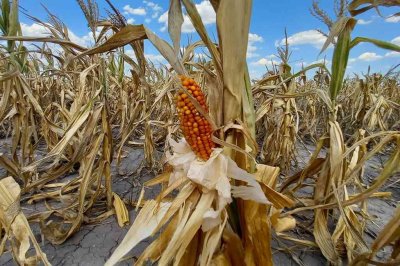 Sequía histórica: reclaman auxilio nacional para los productores agrarios santafesinos