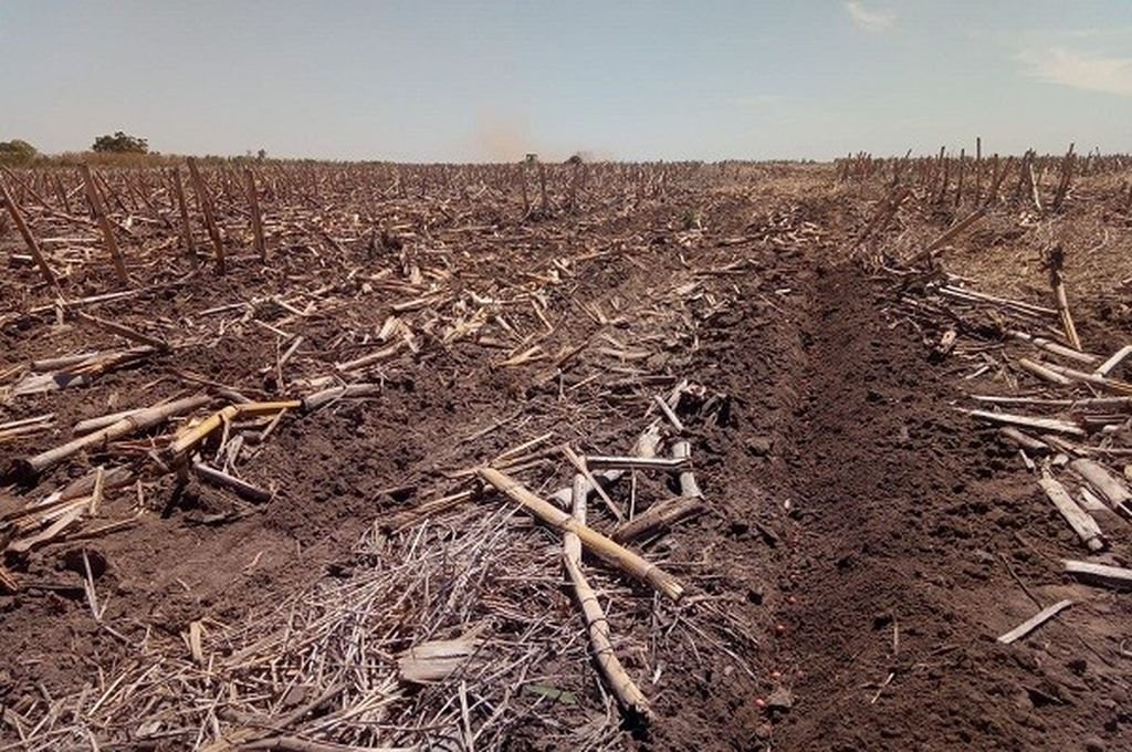 Las hectáreas sembradas no producen al máximo y el maíz es de los más afectados. 