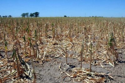 La sequía generó pérdidas por 130 millones de dólares en el maíz de Entre Ríos 