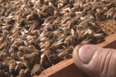 Un combo fatal para la apicultura