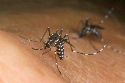 Piden prevenir el dengue con medidas domésticas