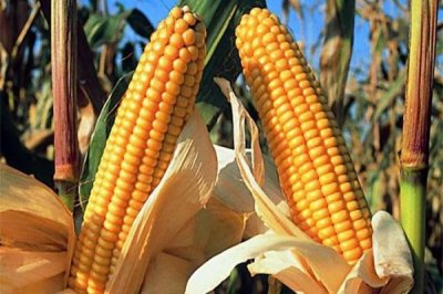 Se cosechó el 44% del maíz en Ente Ríos