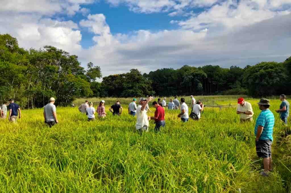 Los asistentes recorrieron arrozales del vivero municipal de San Javier.  Foto:Gentileza.