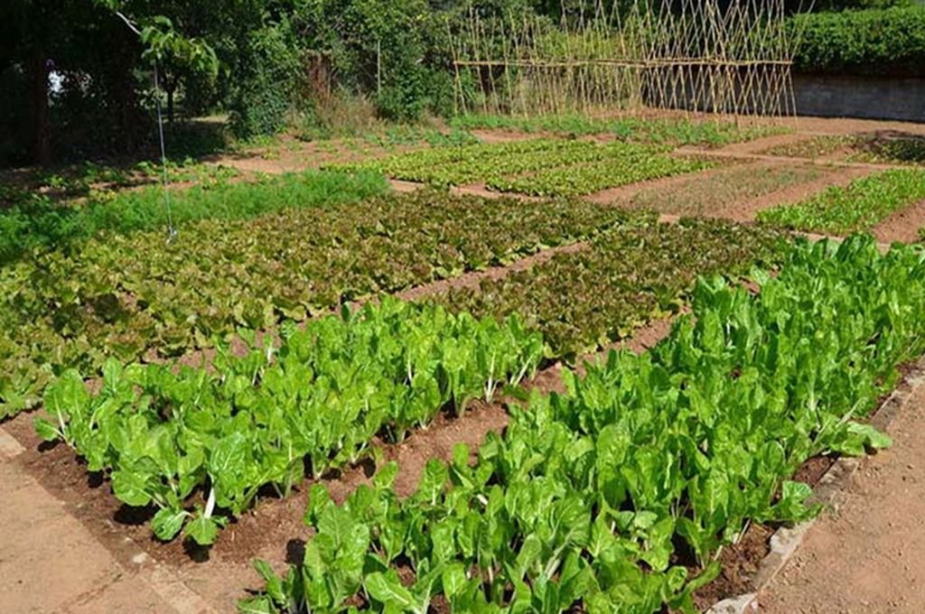 El proyecto impulsado prevé una campaña de prevención y concienciación, pero que también incluye un tratamiento con salida laboral con la horticultura. 
