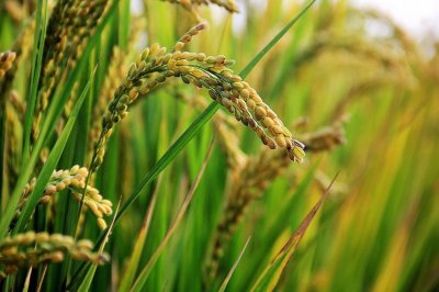 Cayó la siembra de arroz en la provincia