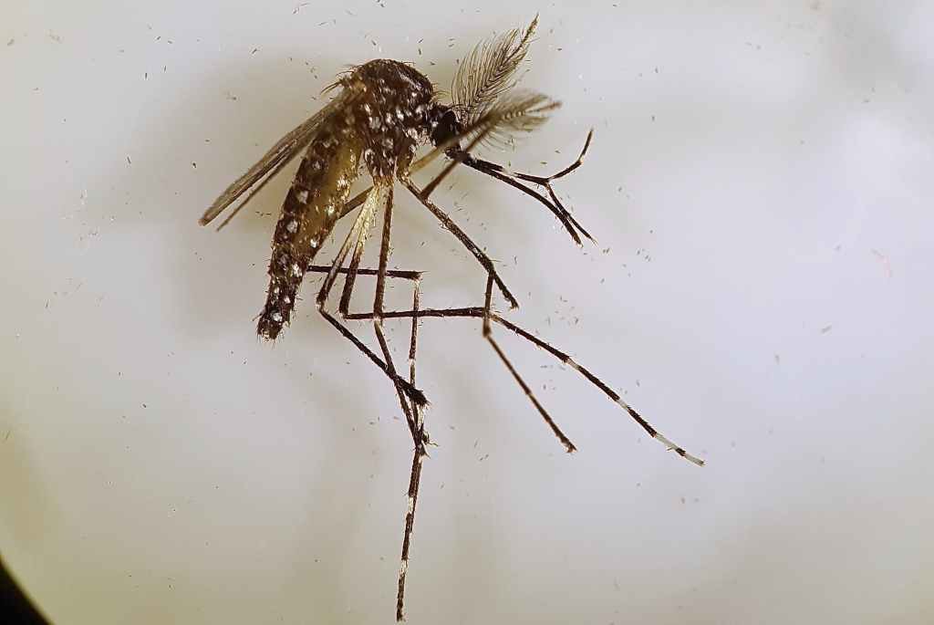 El mosquito Aedes aegypty transmite dengue, zika y chikungunya entre una numerosa lista de enfermedades. Una forma de evitar su reproducción es eliminar recipientes que acumulan agua. Foto:Archivo.