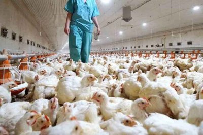 Venado Tuerto: primer caso de gripe aviar El octavo en la provincia de Santa Fe
