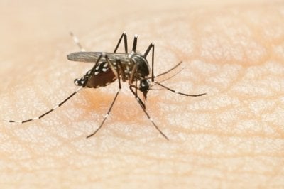 Entre Ríos puso en vigencia el monitor de casos de dengue