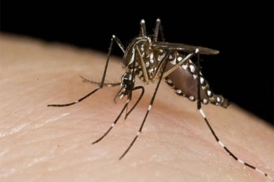 Una mujer falleció con diagnóstico positivo de dengue