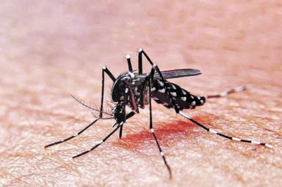 Confirmaron dos casos de dengue en Concordia