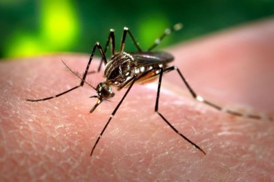 El 84,93% de los casos de dengue de la provincia son de Paraná