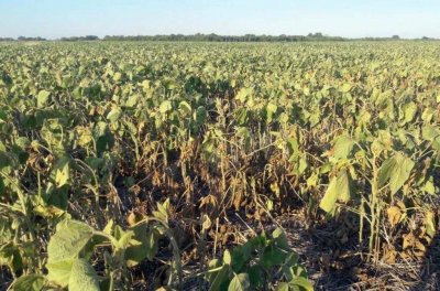En la provincia, se perdieron 1.200.000 hectáreas de soja, una superficie superior al departamento General López