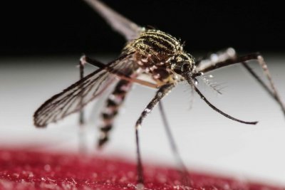 Se confirmaron 2.400 casos de dengue en Rosario