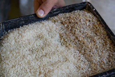 Aseguran que el dólar agro hará aumentar los precios finales del arroz
