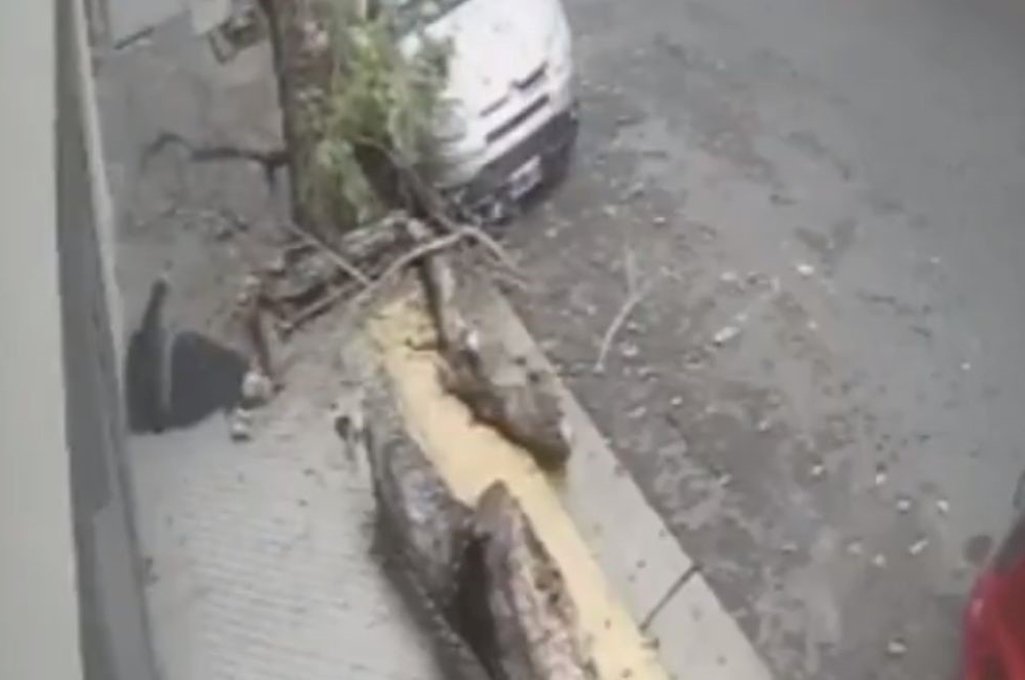 El momento de la caída del árbol en pleno centro rosarino. Foto:Captura de video