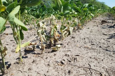 La sequía provocó rindes de soja tan bajos que en algunos casos no conviene cosecharlos