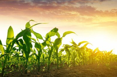 El maíz de primera comprende el 85% del total maicero cultivado