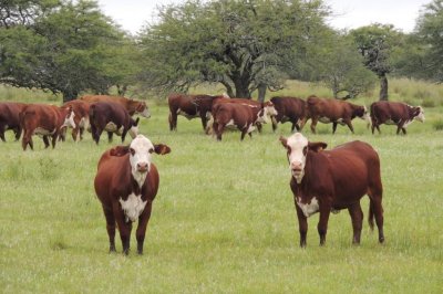 San Javier: debe pagar 5 millones de pesos de fianza por robarle seis vacas a un vecino