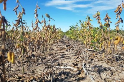 Entregan créditos a productores de cuatro departamentos afectados por la sequía Apoyo del gobierno santafesino