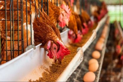 Se detectó otro caso de gripe aviar en Racedo
