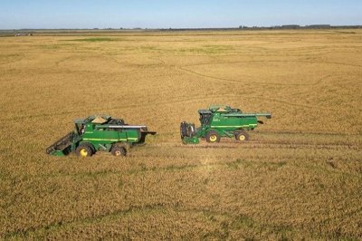 Bajó un 22% la producción de arroz en la provincia