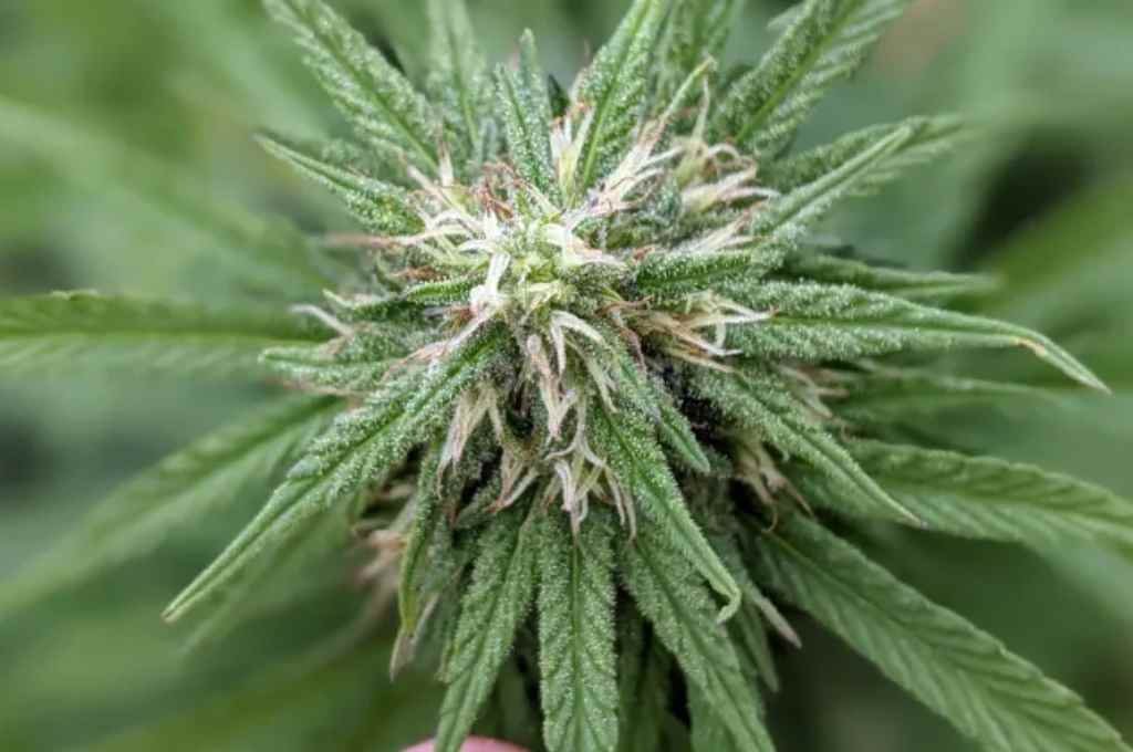 Aromito es la primera semilla de cannabis medicinal de la provincia. Foto:Gentileza.