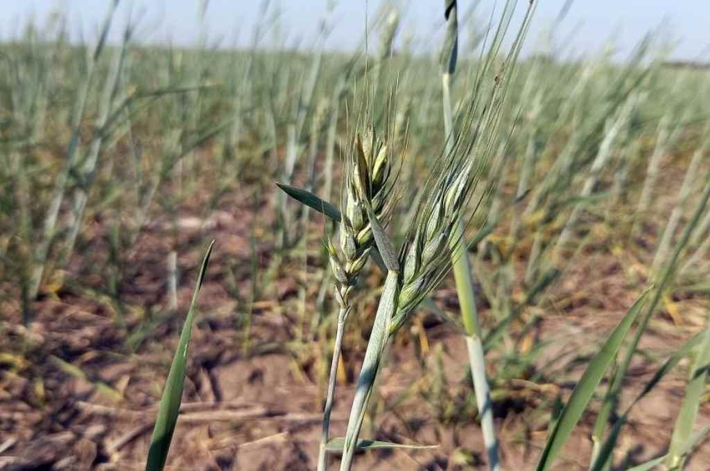Se estima que más de 1,7 millones de hectáreas de trigo se encuentran en condiciones regulares a malas. Foto:Archivo.
