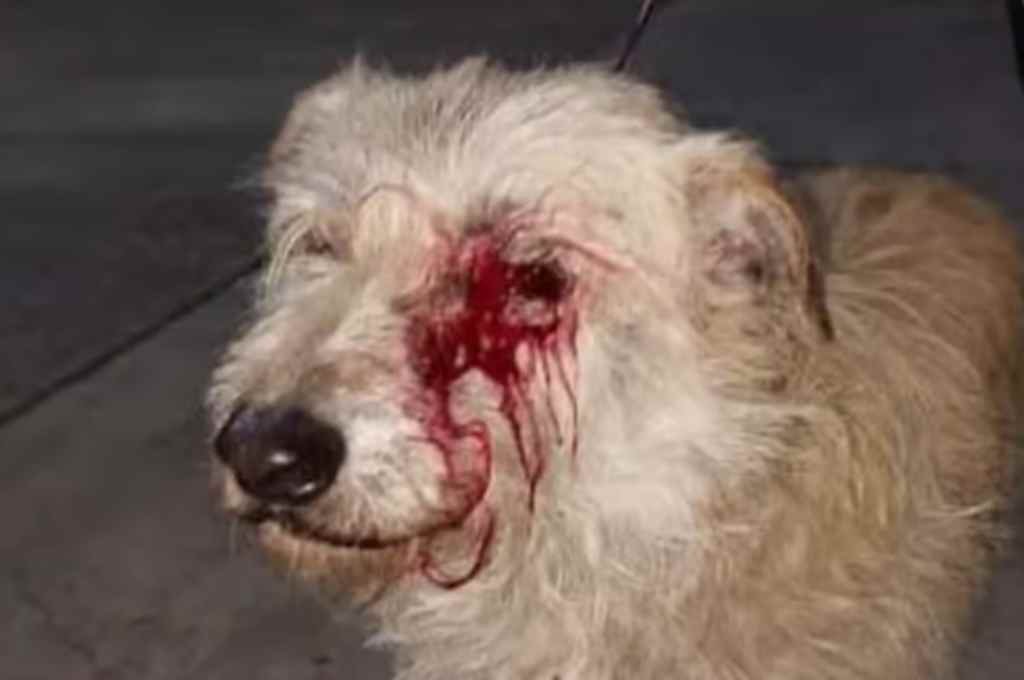 El animal fue herido en un ojo. Foto:Gentileza.