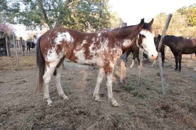 Coronda: preocupa la reaparición de una enfermedad en caballos