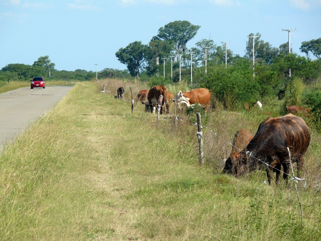 Como en cada crecida del río -en este caso, del Paraná-, los productores ganaderos están obligados a quedarse a la vera de la ruta 1. Foto:Archivo