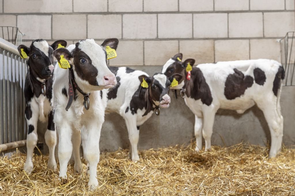 Además de mejorar la producción de leche y la calidad del producto, esta solución tecnológica podría reducir la necesidad de antibióticos y mejorar el bienestar de los animales. Foto:Gentileza
