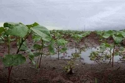 Las precipitaciones de noviembre mejoraron los suelos del sur santafesino