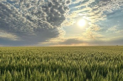 La produccin entrerriana de trigo creci un 12%