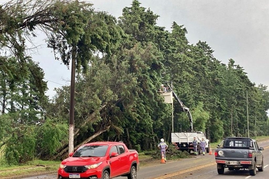 La tormenta derribó árboles en toda la ciudad. En la imagen, ejemplares caídos en Avenida Vuelta de Obligado. Foto:Belén Fedullo