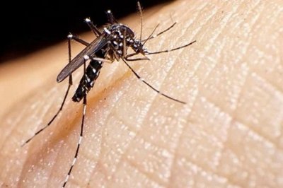 Detectaron cinco casos de dengue en Concordia