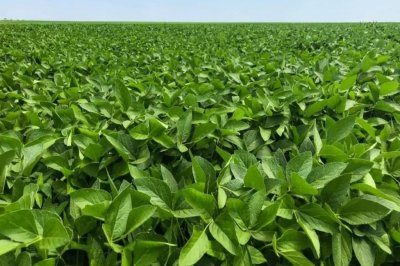 La soja supera el millón de hectáreas en la provincia