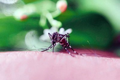 El Ministerio de Salud confirm la primera muerte por dengue en la provincia